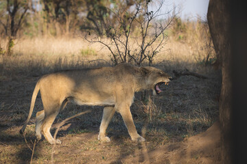 Naklejka na ściany i meble Roaring lioness one of the big five looking for her cub during a hot summer day in south africa kruger national park
