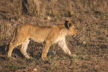 Cute little lion cub on its way to mother during sunset in south africa kruger national park