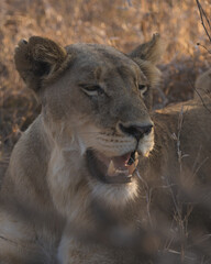 Female lion (lioness) lifting her head into the evening sun and showing her teeth and jaws in south africa kruger national park