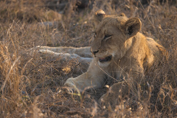 baby lion cub enjoying the sunset while in protection of the pride in south africa kruger national park big five (2)