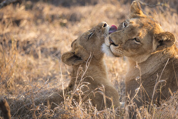 Cute closeup of baby lion cub and mother lioness cuddling and caring for each other in deep savannah grass in kruger national park south africa big five