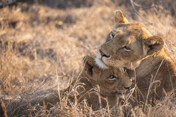 Cute closeup of baby lion cub and mother lioness cuddling in deep savannah grass in kruger national park south africa big five