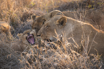 Baby lion cub yawning showing off his jaws and teeth while its mother lion and the pride is...