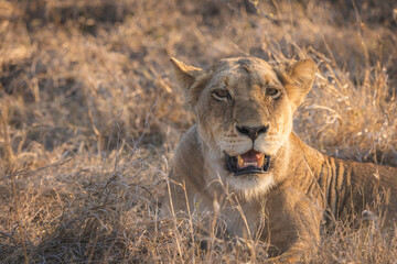 cute closeup of female Lion (lioness) enjoying the sunset while resting in tall grass in kruger national park south africa big five
