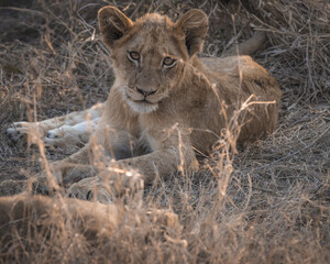 cute baby lion cub looking at the camera while in protection of the pride in south africa kruger...
