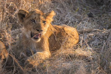 baby lion cub enjoying the sunset while in protection of the pride in south africa kruger national park big five (2)