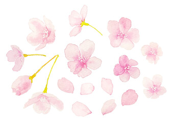 桜の水彩イラスト