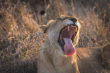 Closeup portrait of cute tired female Lion (lioness) yawning in the sunset and showing off her teeth and jaw in tall grass in south africa kruger national park big five