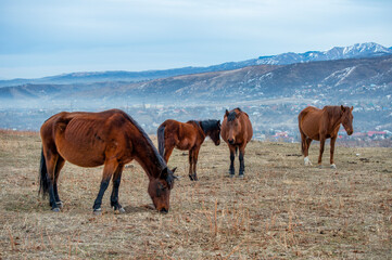 horses in the field