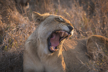 Female lion, lioness roaring and showing off her teeth in her jaw, big five south africa