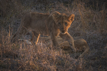 Fototapeta na wymiar Baby lion cub strolling around in high grass at sunset, big five south africa