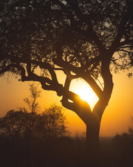 Beautiful sunset in south africa while the sun is peaking through the branches of an old tree - obrazy, fototapety, plakaty