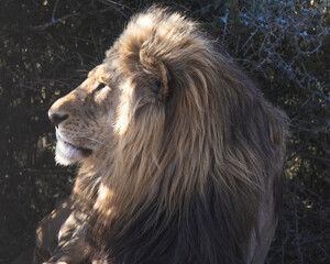 Closeup portrait of a majestic male lion looking into the sun, big five south africa