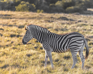Fototapeta na wymiar Beautiful Zebra standing in a grass field plain and enjoying the last rays of a sunset on its fur and mane
