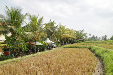 Fototapeta premium The dry fields after harvest