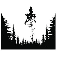Forest black and white landscape. Black shadows from spruce, pine and fir trees. Monochrome composition of the forest. For wallpaper, background, postcards.