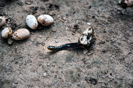 The highly venomous snake hatching from the egg. Closeup of poisonous snake hatching and snake head coming out from the egg. Black snake crawling after newly born
