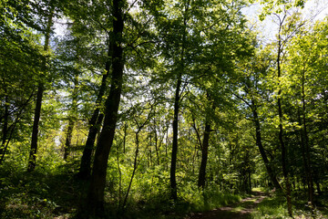 Fototapeta na wymiar Bäume im Naturschutzgebiet Sanddünen Sandweier, Baden-Baden
