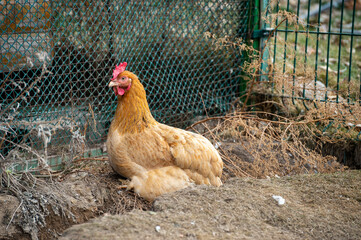 range chicken in farm