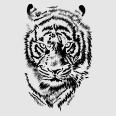 vector tiger head sketch illustration