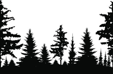 Forest black and white tourist landscape. Black shadows from spruce and pine trees. Monochrome composition of the forest. For wallpaper, background, postcards.
