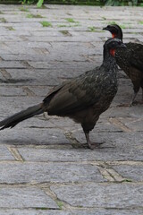 A pair of Rusty-margined guan
