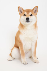 Naklejka na ściany i meble 若い柴犬（6ヶ月）のスタジオ写真