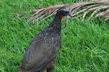 Rusty-margined guan on grass