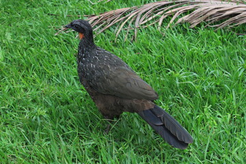 Rusty-margined guan on grass