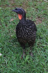 Rusty-margined guan on grass showing eye membrane