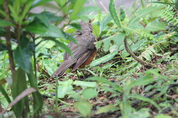 Rufous-bellied thrush
