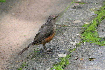 Rufous-bellied thrush