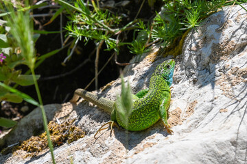 Grüne Östliche Smaragdeidechse sonnt sich auf einem Stein in der Sonne (Lacerta viridis)