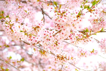 Obraz na płótnie Canvas 庭の満開の桜の花、庭のピンクの桜の花、日本の春の桜の咲く風景