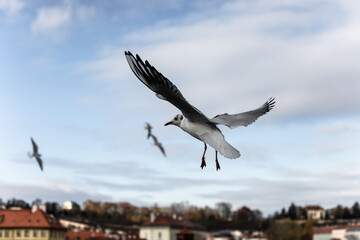 The seagull spread its wings and flies. Bird in flight.