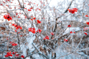 frozen red berry in the snow