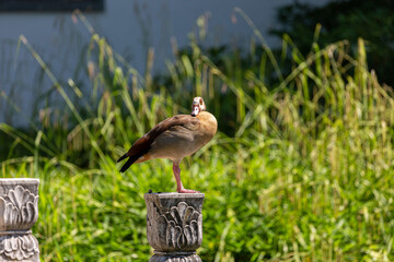 Egyptian goose on stone post in park