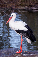 White Stork stands on a stone