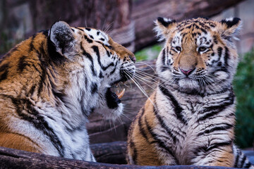 Siberian tiger with cub, Panthera tigris altaica