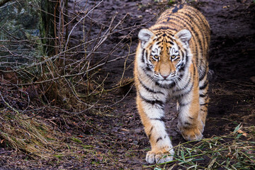 Fototapeta premium Cute siberian tiger cub, Panthera tigris altaica