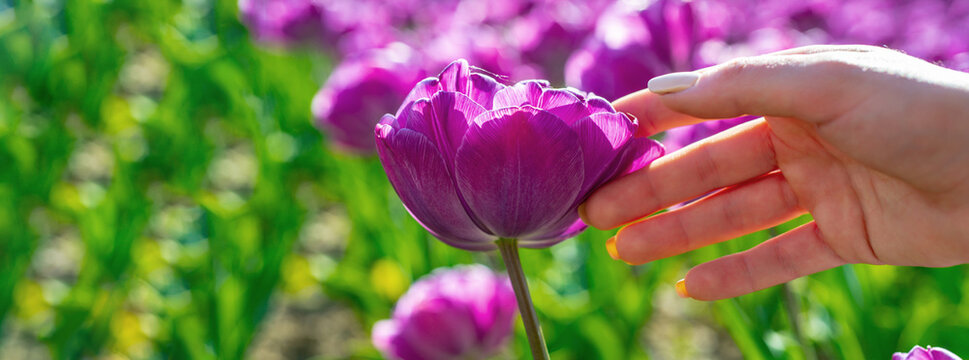 Spring banner. Tulips field. Tulip fields in Holland. Tulip in woman hands.