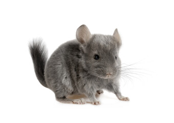 Funny little two month old chinchilla