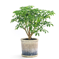 シェフレラ・コンパクタの植え込み