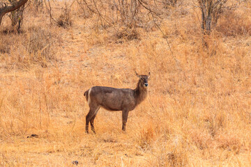 Female waterbuck (Kobus ellipsiprymnus) in Tarangire National Park, Tanzania