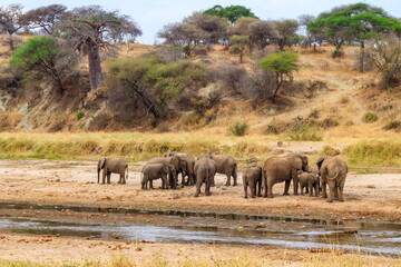 Herd of african elephants at the Tarangire river in Tarangire National Park, Tanzania