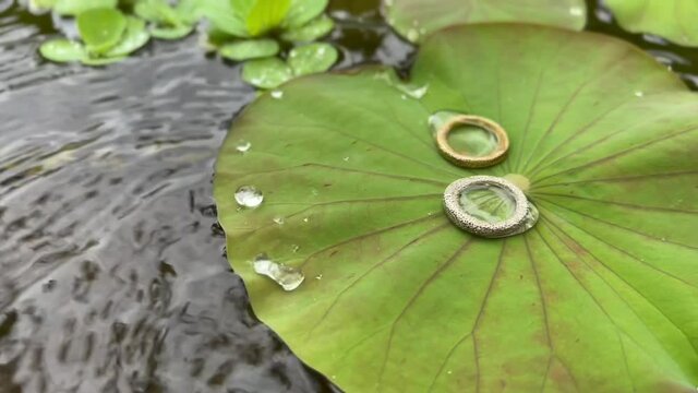 Beautiful silver and gold rings on a leaf of water lily lotus under rain drops. Conceptual jewellery footage with film grain.