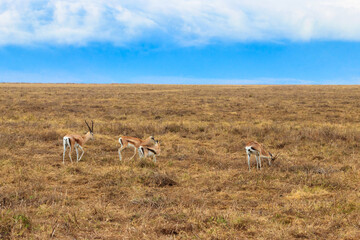 Herd of Thomson's gazelle (Eudorcas thomsonii) in Ngorongoro Crater National Park in Tanzania. Wildlife of Africa