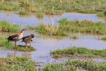 Egyptian goose (Alopochen aegyptiaca) in Ngorongoro Crater National Park in Tanzania. Wildlife of Africa