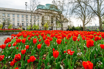 A blossoming red tulips in a city park in Sofia, the capital of Bulgaria, in the background is the building of Sofia University 