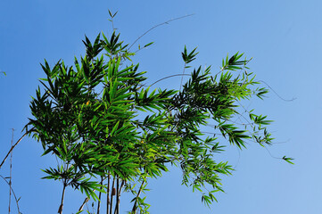 Farmers' bamboo clumps It's thriving in the morning sun. 